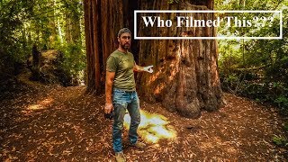 California Redwood Trip   I Didn't Film This