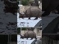 Tiny deer wins standoff with huge rhino