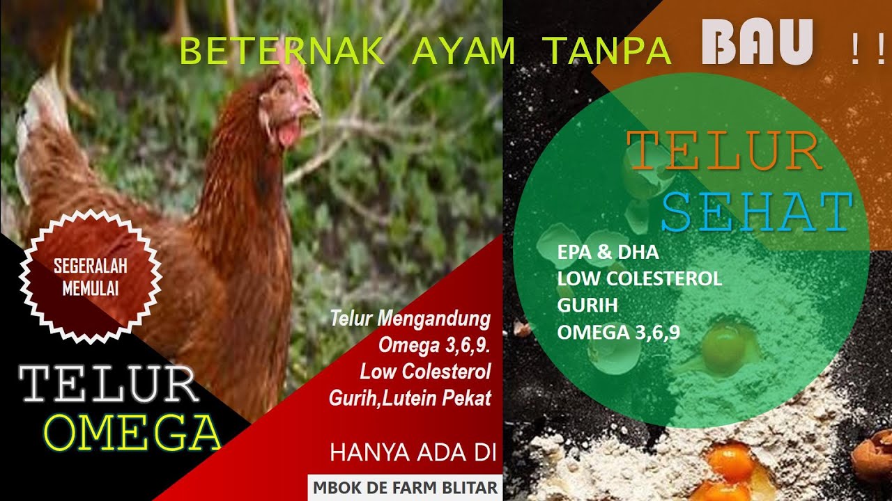 BETERNAK AYAM PETELUR TENGAH KOTA DAN TANPA BERBAU 