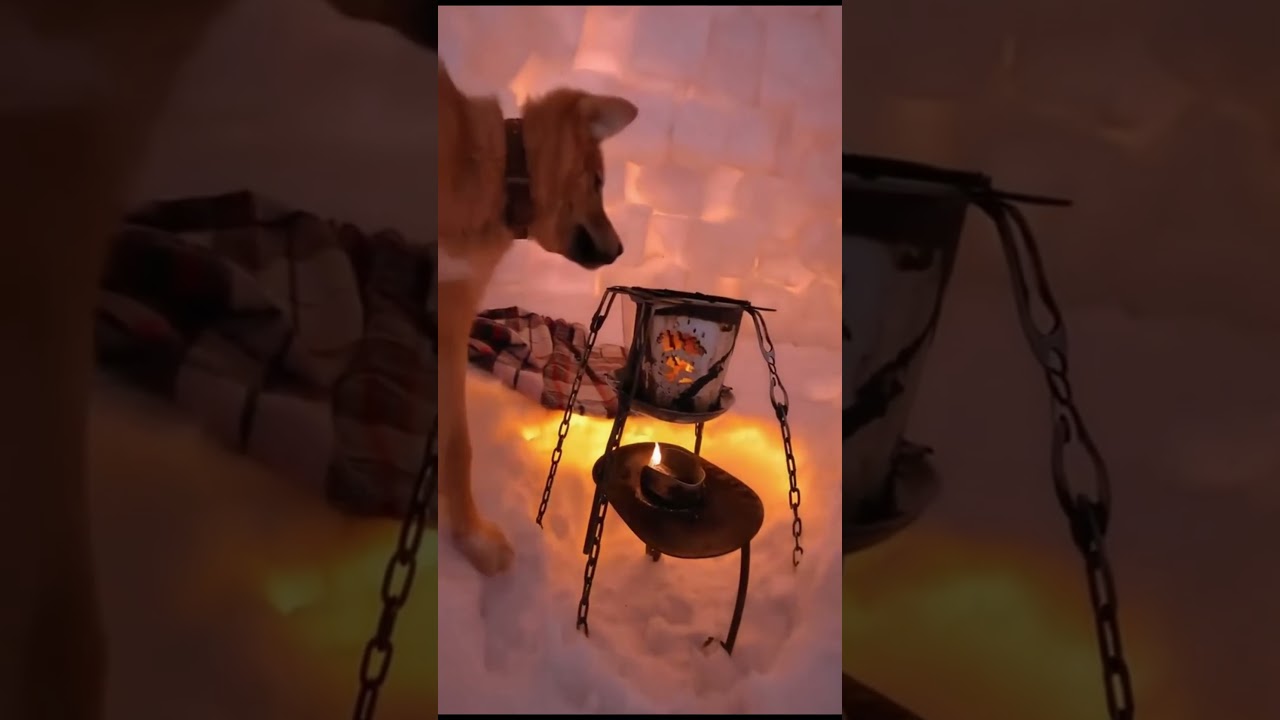 🐾Dog Snow House♥️