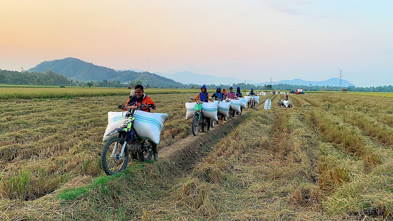Tontonan gratis saat musim panen padi | ojek gabah