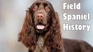 Podcast 133: Field Spaniel History | A type brought back from extinction