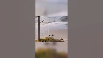 Нападение Сумасшедшего Тюленя