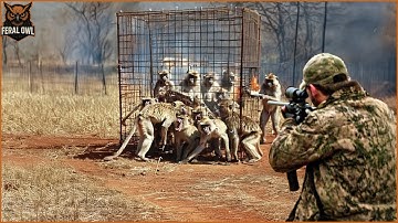 How American Farmers Deal With Invasive Baboons With Guns? | Farming Documentary