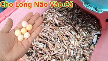 Tôi chết mà không biết. Chỉ cần cho long não vào cá. Tôi sẽ không còn tốn tiền đi chợ nữa?