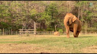Elephant Rushed Back Responding To Their Voices With Shouts Of Her Own  ElephantNews