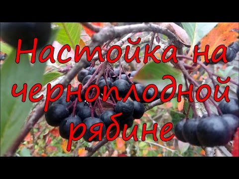 Настойка на черноплодной рябине.