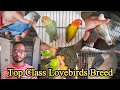 visited at love birds setup | top variety of lovebird