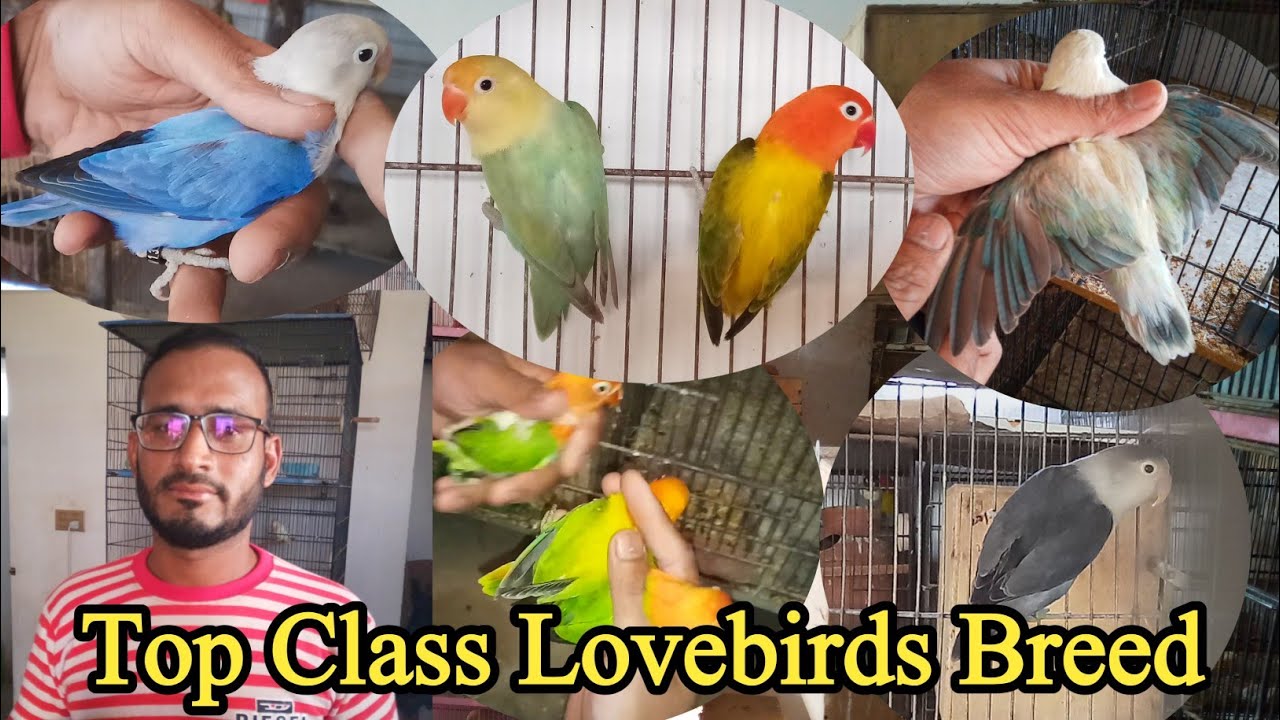 visited at love birds setup | top variety of lovebird