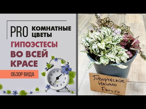 Гипоэстесы во всей красе - яркие и неприхотливые. Как ухаживать за гипоэстесом