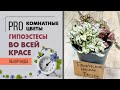 Гипоэстесы во всей красе - яркие и неприхотливые. Как ухаживать за гипоэстесом