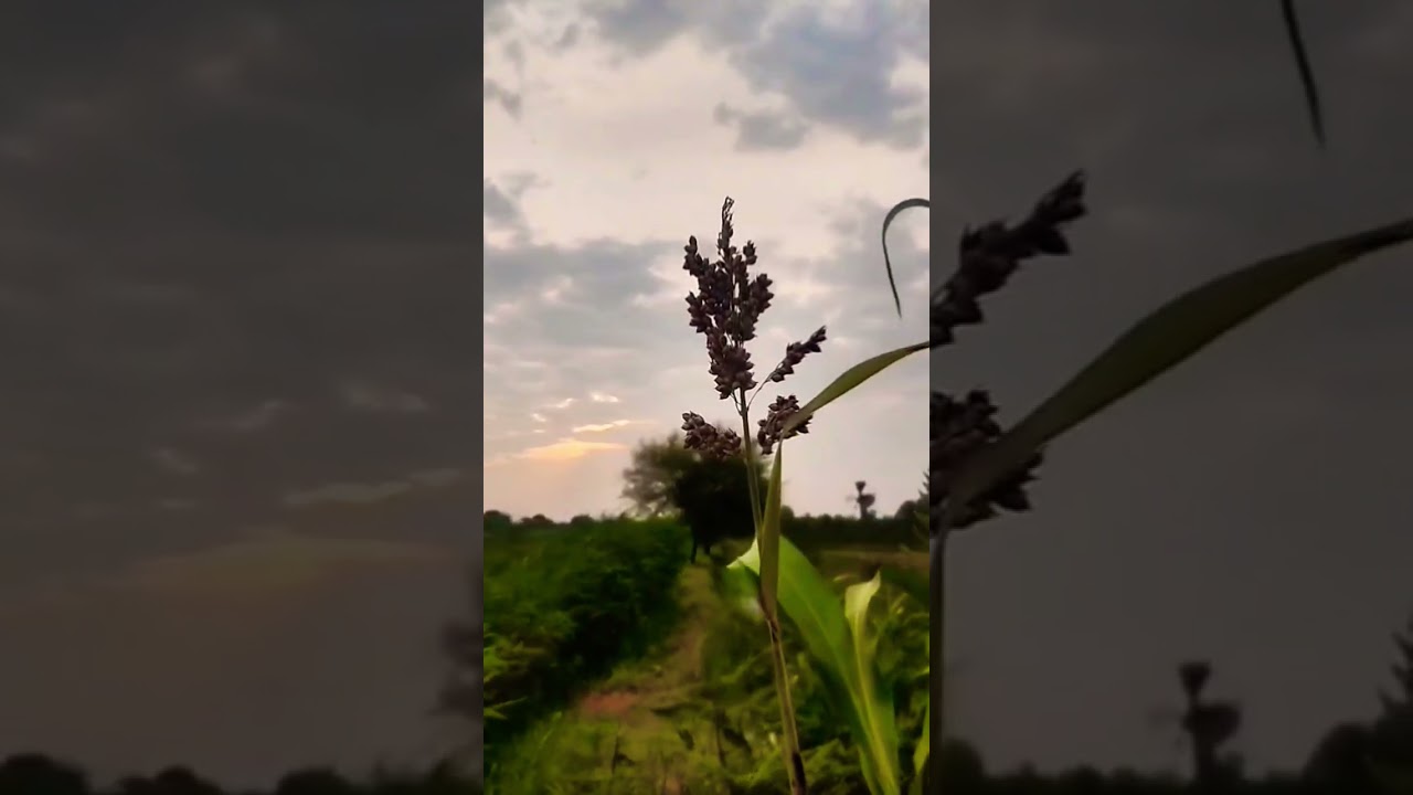 Peaceful Vibes Only ☁️" 