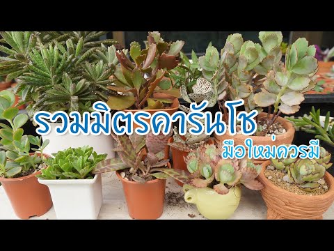 วีดีโอ: การปลูกพืชอวบน้ำ Kalanchoe: เรียนรู้วิธีดูแล Kalanchoe