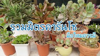 คารันโช kalanchoe ต้นไม้อวบน้ำเลี้ยงง่าย