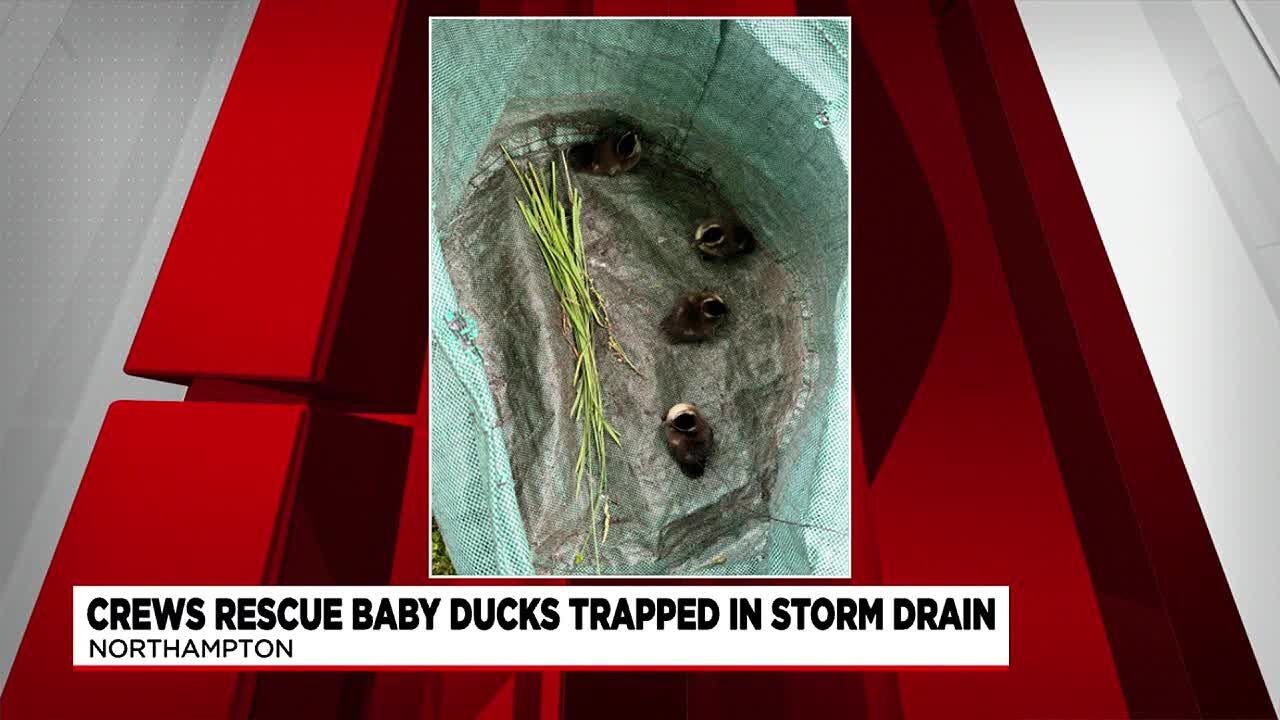Northampton crews rescue baby ducks from storm drain - YouTube
