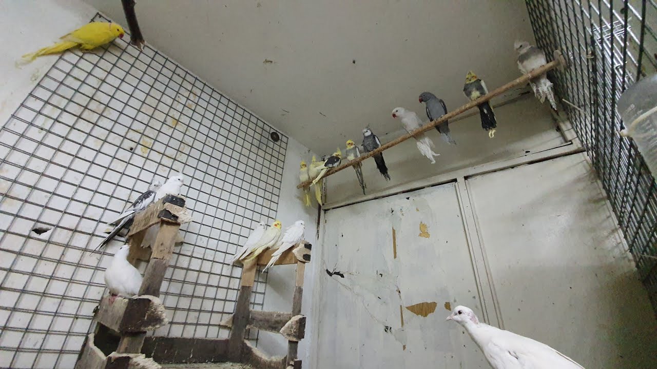 SALMADA PAPAĞAN  DİNLENDİRMEK VE ÜRETMEK  YİĞİT ŞENMAN BÖLÜM  2