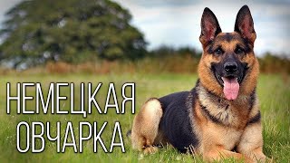 German Shepherd: The path from shepherd to service dog | Interesting facts about dog breeds