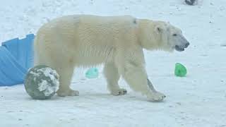 Игрушки для белой медведицы Айки by Московский Зоопарк 2,455 views 3 months ago 2 minutes, 44 seconds