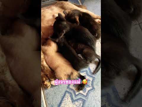 Just timeฝูงจรของแม่🥰catแมวจรสู่แมวบ้านแมวแม่ลูกอ่อนทาสเเมวแมวเหมียว ฝูงจรของแม่ 🥰 cat แมวจรสู่แมวบ้าน แมวแม่ลูกอ่อน ทาสเเมว แมวเหมียว Just timeฝูงจรของแม่🥰catแมวจรสู่แมวบ้านแมวแม่ลูกอ่อนทาสเเมวแมวเหมียว ฝูงจรของแม่ 🥰 cat แมวจรสู่แมวบ้าน แมวแม่ลูกอ่อน ทาสเเมว แมวเหมียว