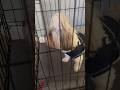 Elan had to put the dogs in jail 😂🤦🏾‍♂️ #shorts #vlog #trending #comedy