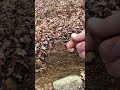 Creating a ginseng Haven! One year at a time #patience #ginseng #homestead #gnomadgardens #