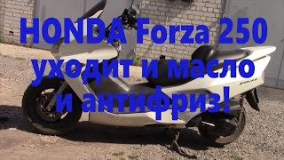 HONDA Forza 250 ремонт