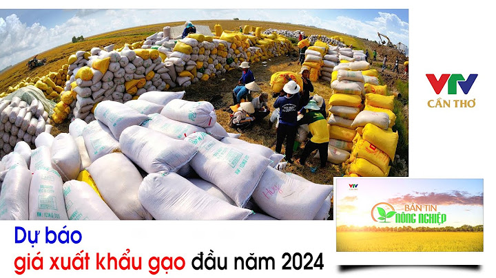 Top 10 công ty xuất khẩu gạo hàng đầu vn năm 2024