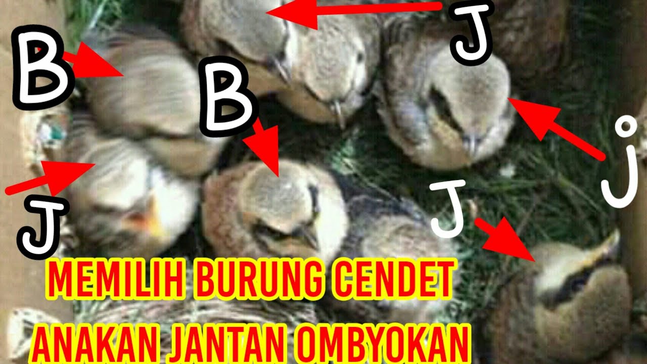 Memilih burung cendet anakan jantan!!!!!! 