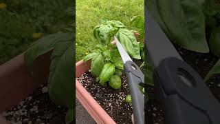 Pruning basil plants. #gardening