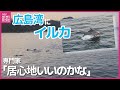 船と並走するイルカ...発見のコツは「鳥」 広島湾で目撃相次ぐ理由とは 専門家「エサがたくさん 居心地いいのでは」