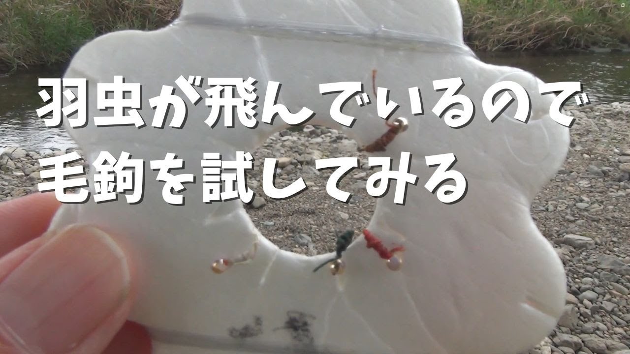 晩秋の流し毛鉤釣り 越辺川でヤマベ狙い