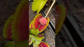 Carnivorous Plants - how they work ???