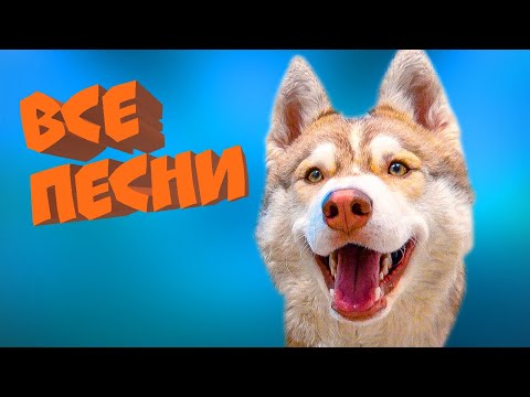 Video: Kako vaditi kuža