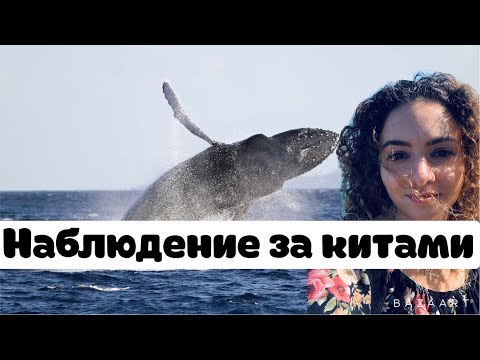 Видео: Наблюдение за китами в Сан-Диего - как и когда их увидеть