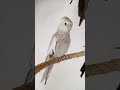 #viralvideo #modapet #cockatiel #parrot #petsfofinhos #cute #birds #pets #calopsita