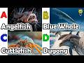 ABC Sea Animals song | Learn Alphabets | English and Animals for Kids | #anglerfish