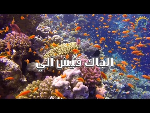 غوص كهوف شرم الشيخ راس محمد     