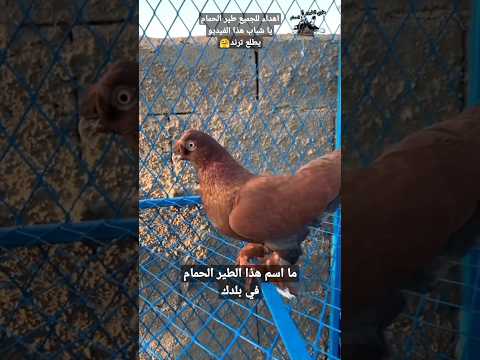 طير حمام موصلي احمر 