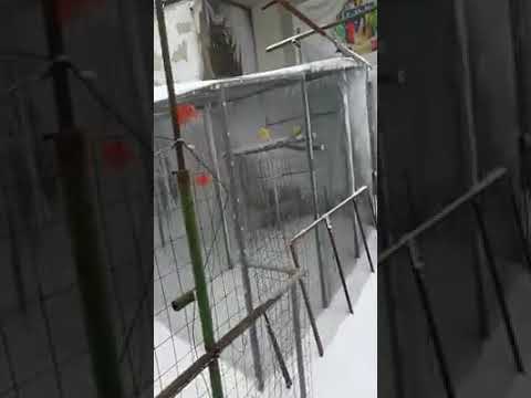 Será que seu passaro aguenta esse frio