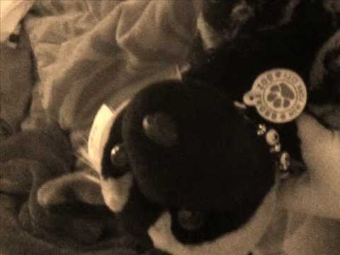 tribute-to-my-plush-african-wild-dog