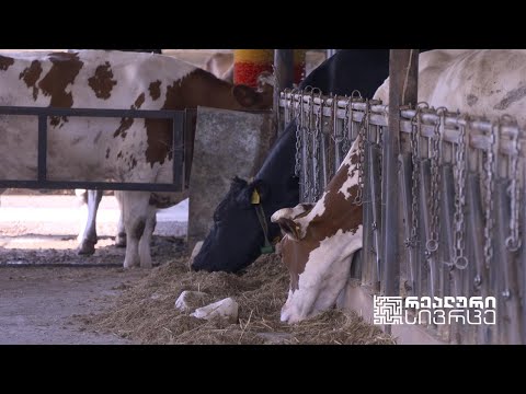 #რეალურისივრცე ცხოველთა იდენტიფიკაცია-რეგისტრაციის პროგრამა