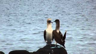 Blue footed boobie dance