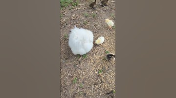 Our silkie hen is raising 3 chicks and 2 ducklings 🤣 #motherhood #chicken #duckling #pets #cute