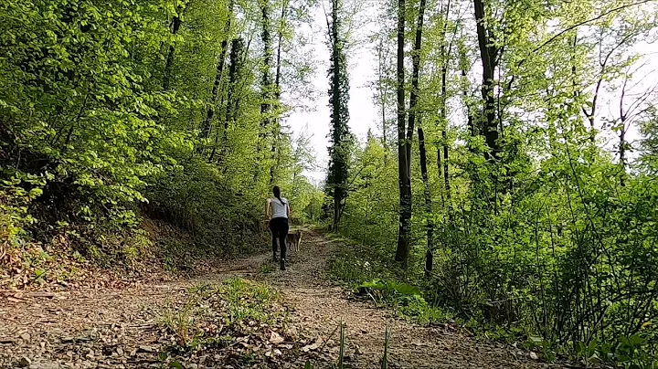 Copyright free Forest 4k background video part-02