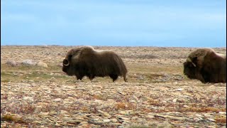The Ancient Ones—Hunting Muskox
