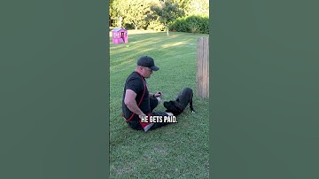 Hoe je je hond gemakkelijk leert om te rollen