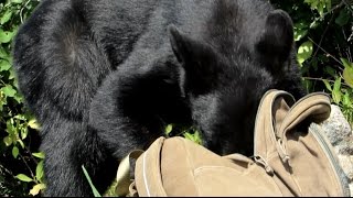 A Bear Cub In Search For Goodies by FlorinSutu 70 views 7 years ago 1 minute, 23 seconds