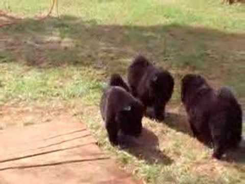 Chow Chow Black Puppies 2