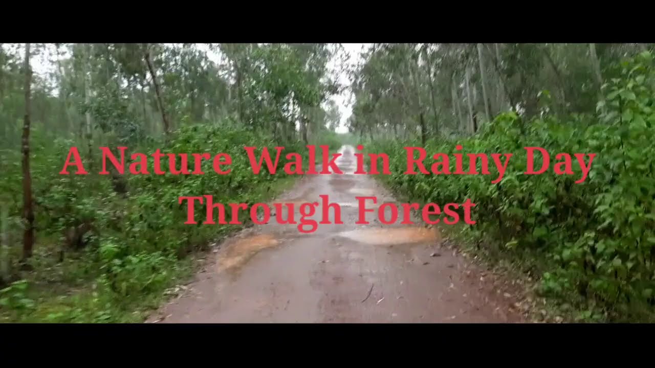 Relaxing Walk in heavy rain in Deep forest | Umbrella and Rain Sounds ...
