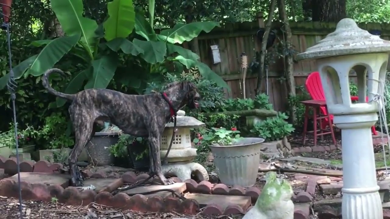 Reliving Memories with Dogs of Yesteryear